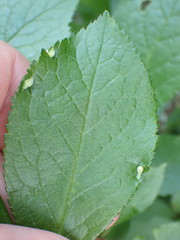 Eriophyes prunispinosae
