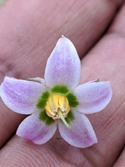 Lycianthes lysimachioides