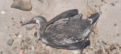Phalacrocorax nigrogularis