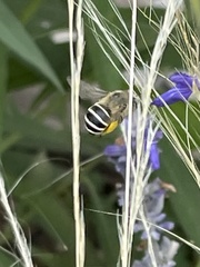 Anthophora californica