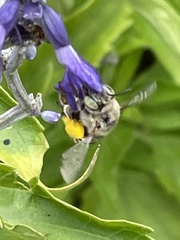 Anthophora californica