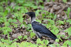 Corvus cornix