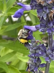 Anthophora californica