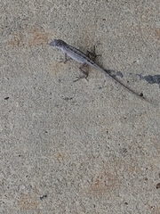Anolis sagrei