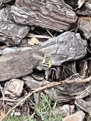 Anthophora californica