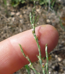Polygonum novoascanicum