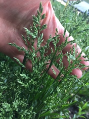 Poa pratensis