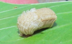 Aspidimorpha puncticosta