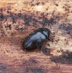 Attagenus schaefferi