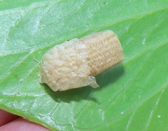 Aspidimorpha puncticosta