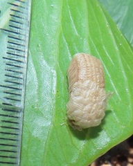 Aspidimorpha puncticosta