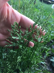 Poa pratensis