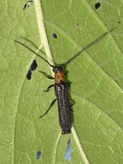 Oberea perspicillata