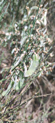 Cytisus multiflorus
