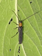 Oberea perspicillata