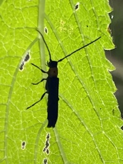 Oberea perspicillata