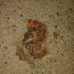 Thyropygus allevatus