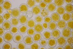 Puccinia allii
