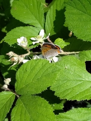 Lycaena alciphron