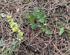 Heuchera parvifolia