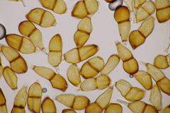 Puccinia allii