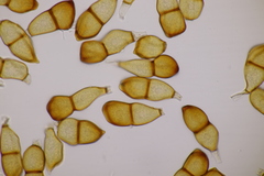 Puccinia allii