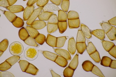 Puccinia allii