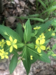 Lysimachia lanceolata
