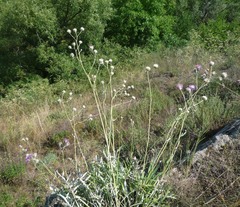 Jurinea salicifolia