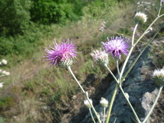 Jurinea salicifolia