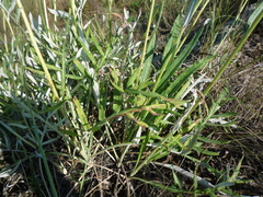 Jurinea salicifolia