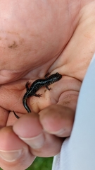 Plethodon chlorobryonis
