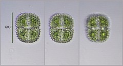 Cosmarium margaritatum