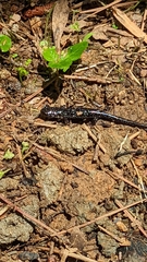 Plethodon chlorobryonis