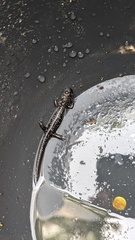 Plethodon chlorobryonis