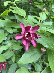 Calycanthus