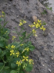 Raphanus raphanistrum