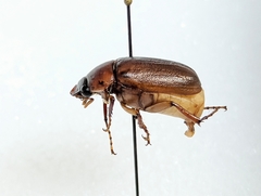Phyllophaga latifrons