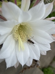 Strangalia luteicornis