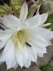 Strangalia luteicornis