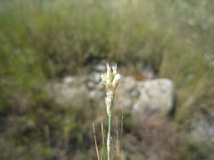 Eremogone cephalotes