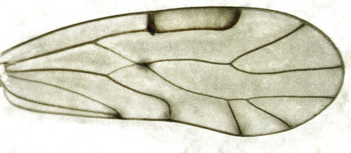 Ectopsocus briggsi, photo 3 of 8