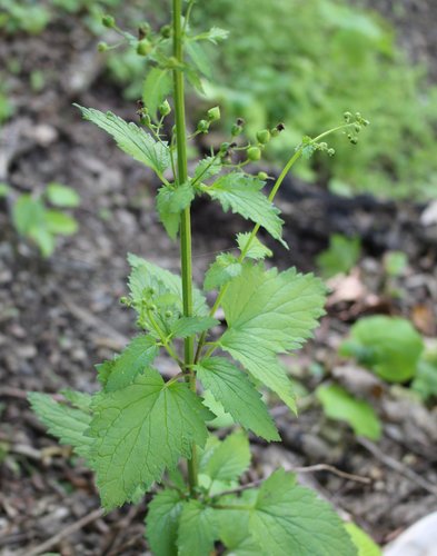 Image of Scrophularia scopolii by (c) Юрий Данилевский (Yuriy Danilevsky), some rights reserved (CC BY)