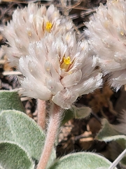 Gomphrena caespitosa