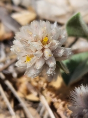 Gomphrena caespitosa