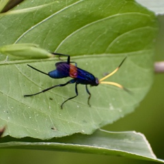 Compsocryptus fasciipennis