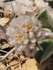 Gomphrena caespitosa