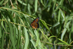 Limenitis archippus obsoleta