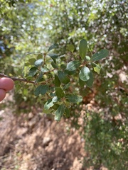 Quercus pacifica