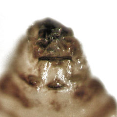 Ectopsocus briggsi